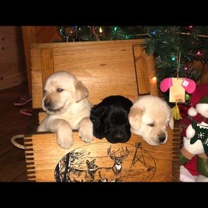 Meet your Posher, Bobby